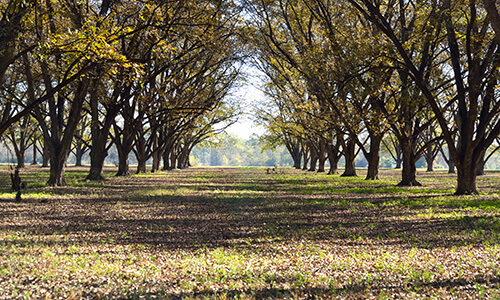 Auburn Homes for Sale