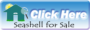 See the latest MLS listings and community info for the beachfront condos at Seashell on Siesta Key