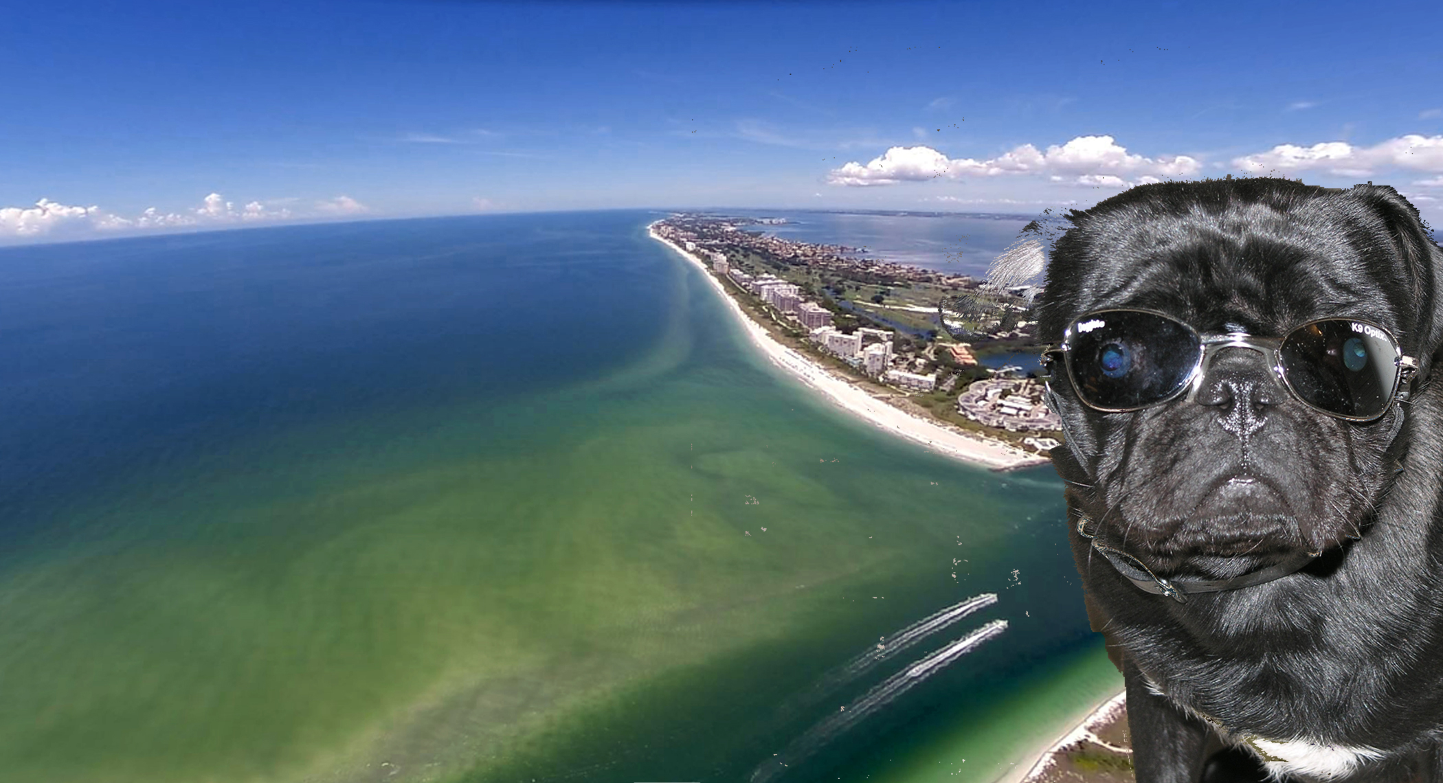 Pet Friendly Condos on Longboat Key