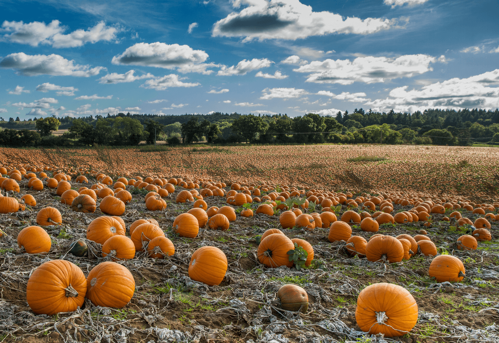 MustVisit Pumpkin Patches in Maryland for Fall Fun with Family & Friends