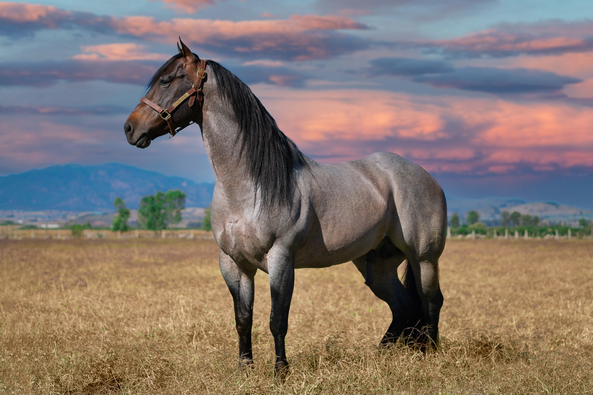 Carmel Valley Equestrian Heritage
