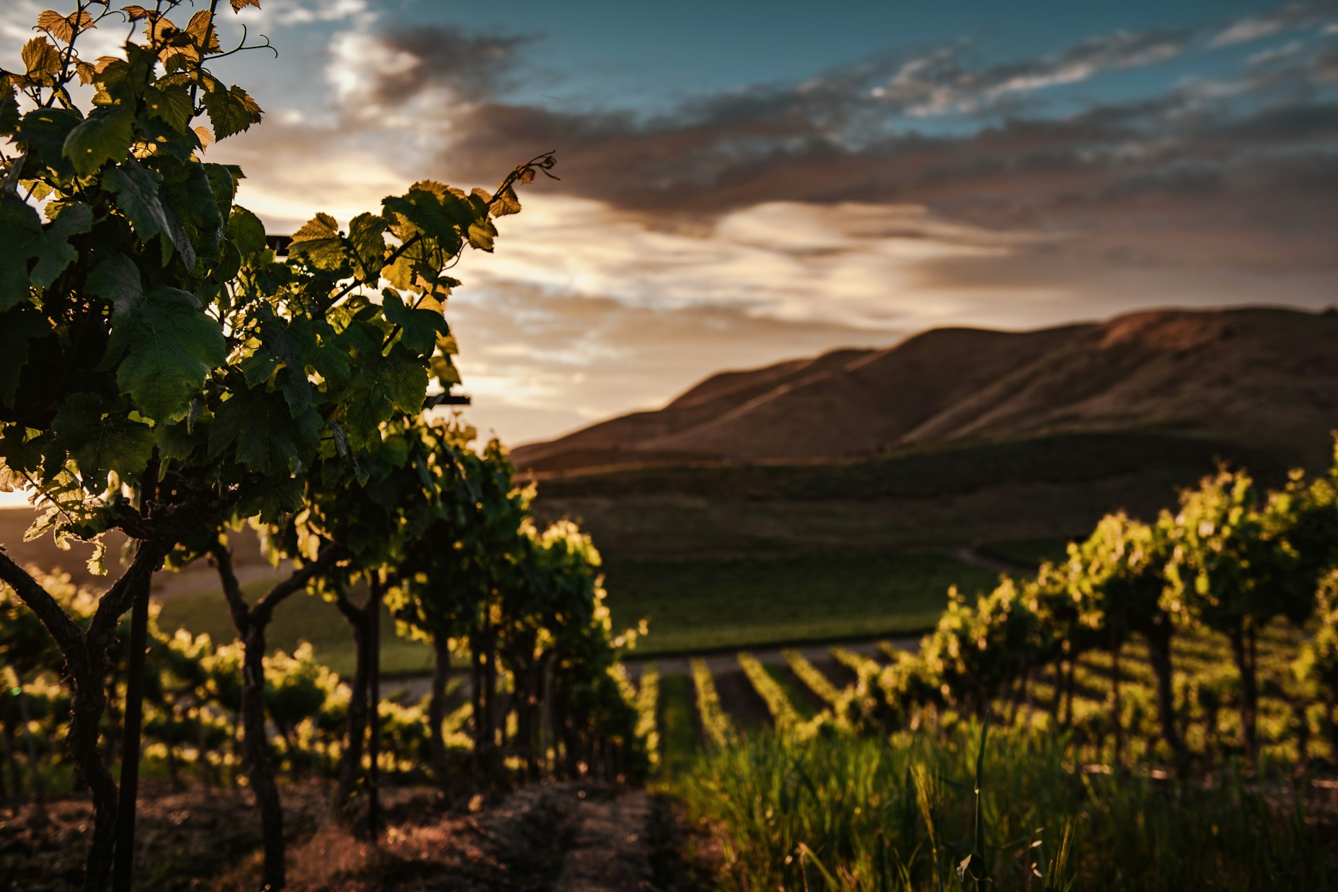 Carmel Valley Wine