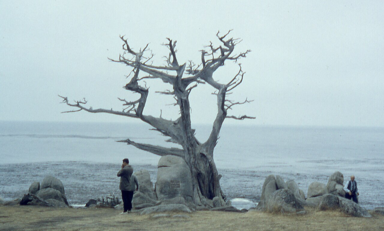 The Witch Tree along 17 Mile Drive in Pebble Beach