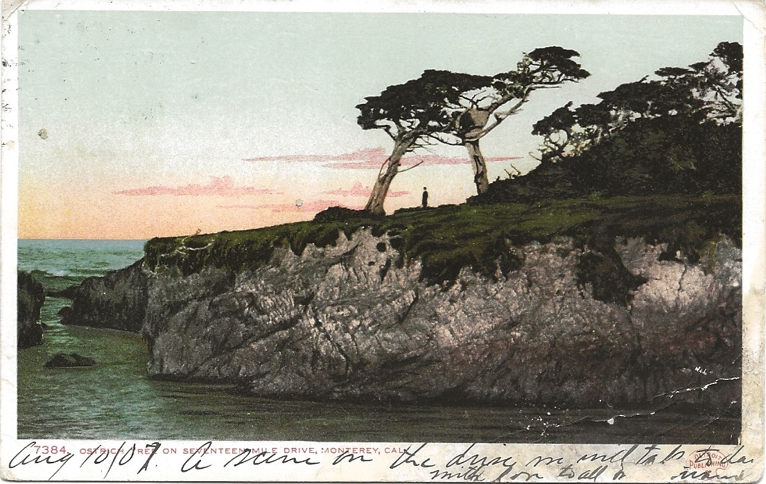 The Ostrich Tree along 17 Mile Drive