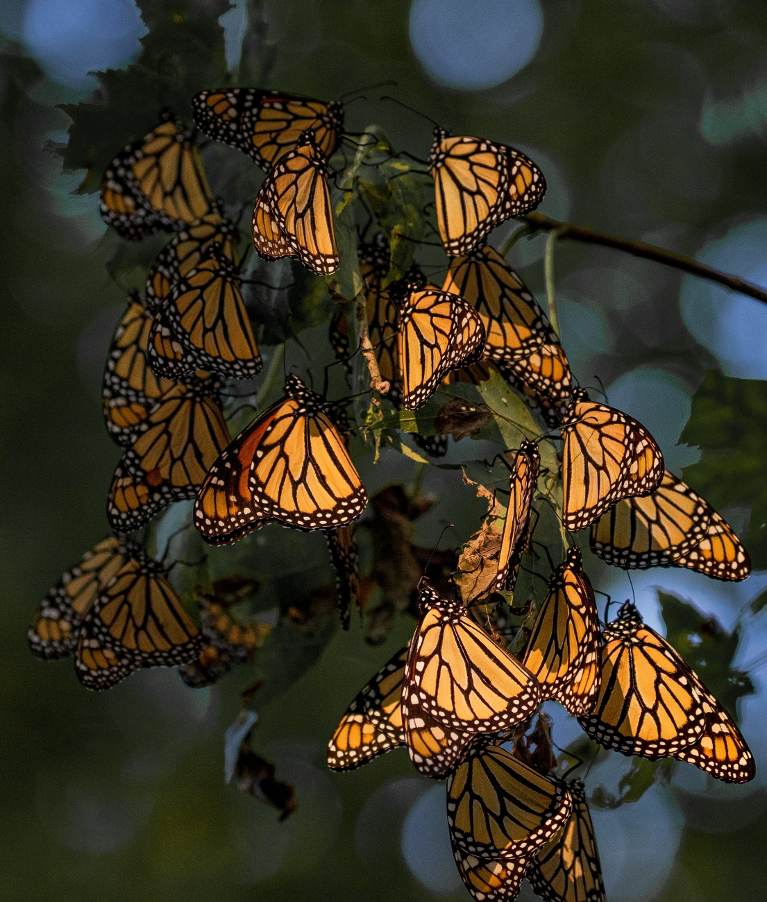 Monarch butterflies on a tree in Pacific Grove