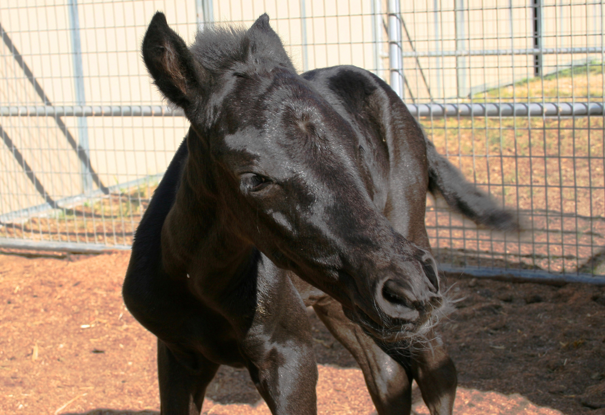 Monterey County Equestrian Real Estate