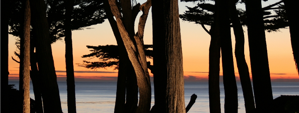 Monterey Peninsula Cypress Grove