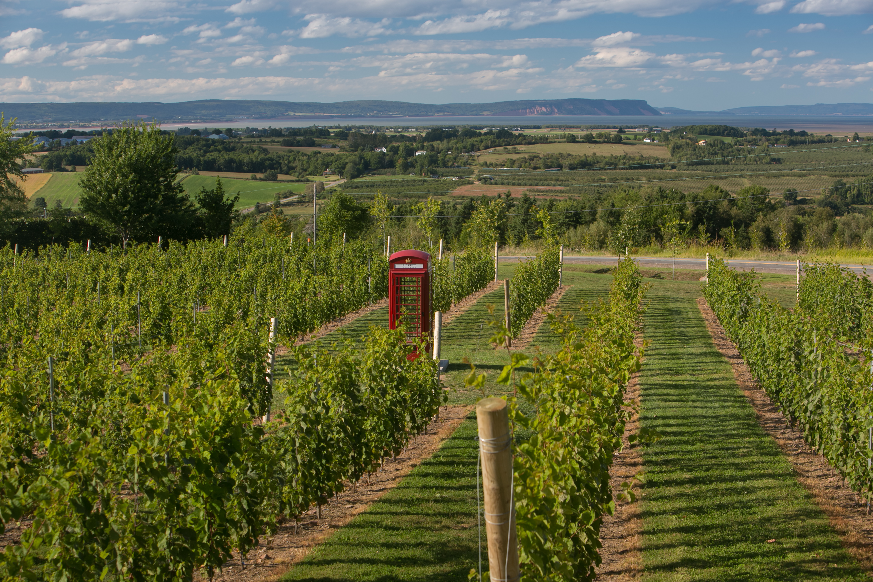 Luckett Vinyards
