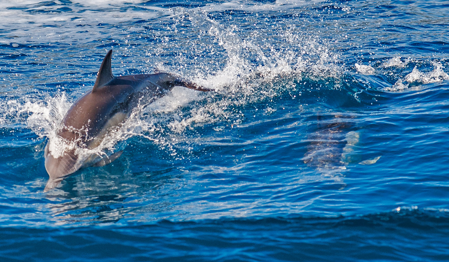 Windmark Beach FL Real Estate, Homes, Condos for Sale Sherry Siclare