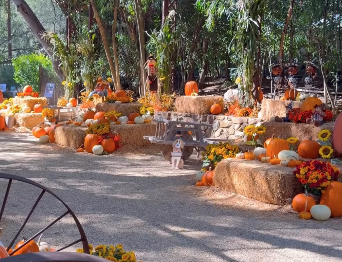 CAMPBELL WELLMAN CALAMIGOS RANCH MALIBU PUMPKIN PATCH