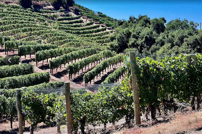 Campbell Wellman Malibu Wines