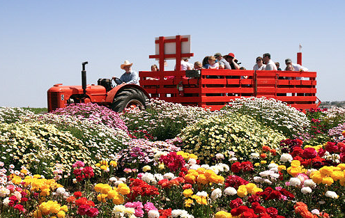 Campbell Wellman Carlsbad Flower Fields