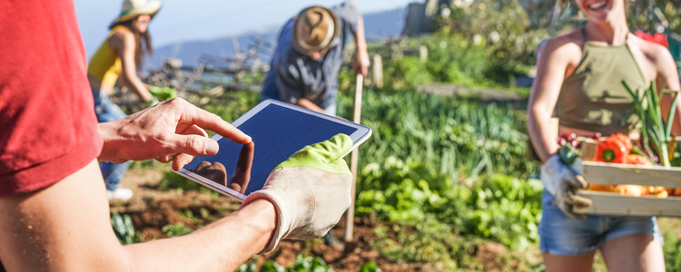 Community Gardening Activities In North Fair Oaks, CA