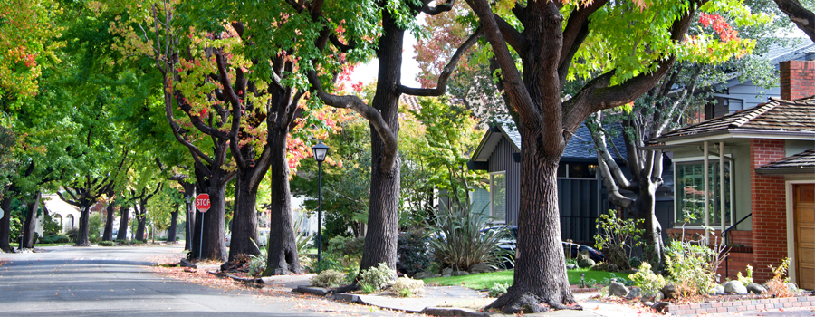 North Los Altos - Tree Lined Streets