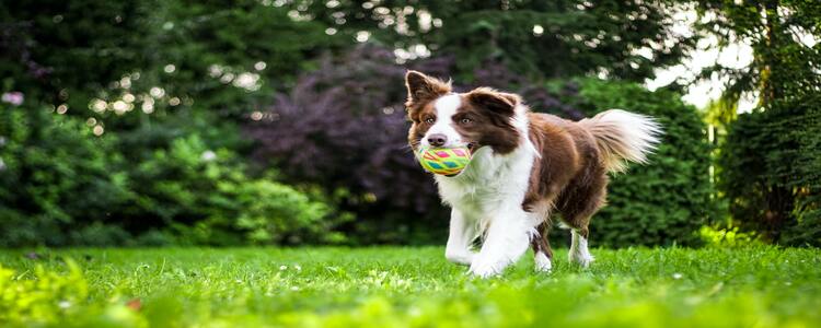 Off Leash Dog Park, Nanaimo
