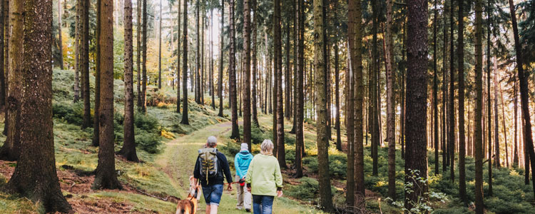 Forrest Walk, British Columbia