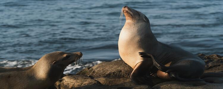 Snorkelling with Seals