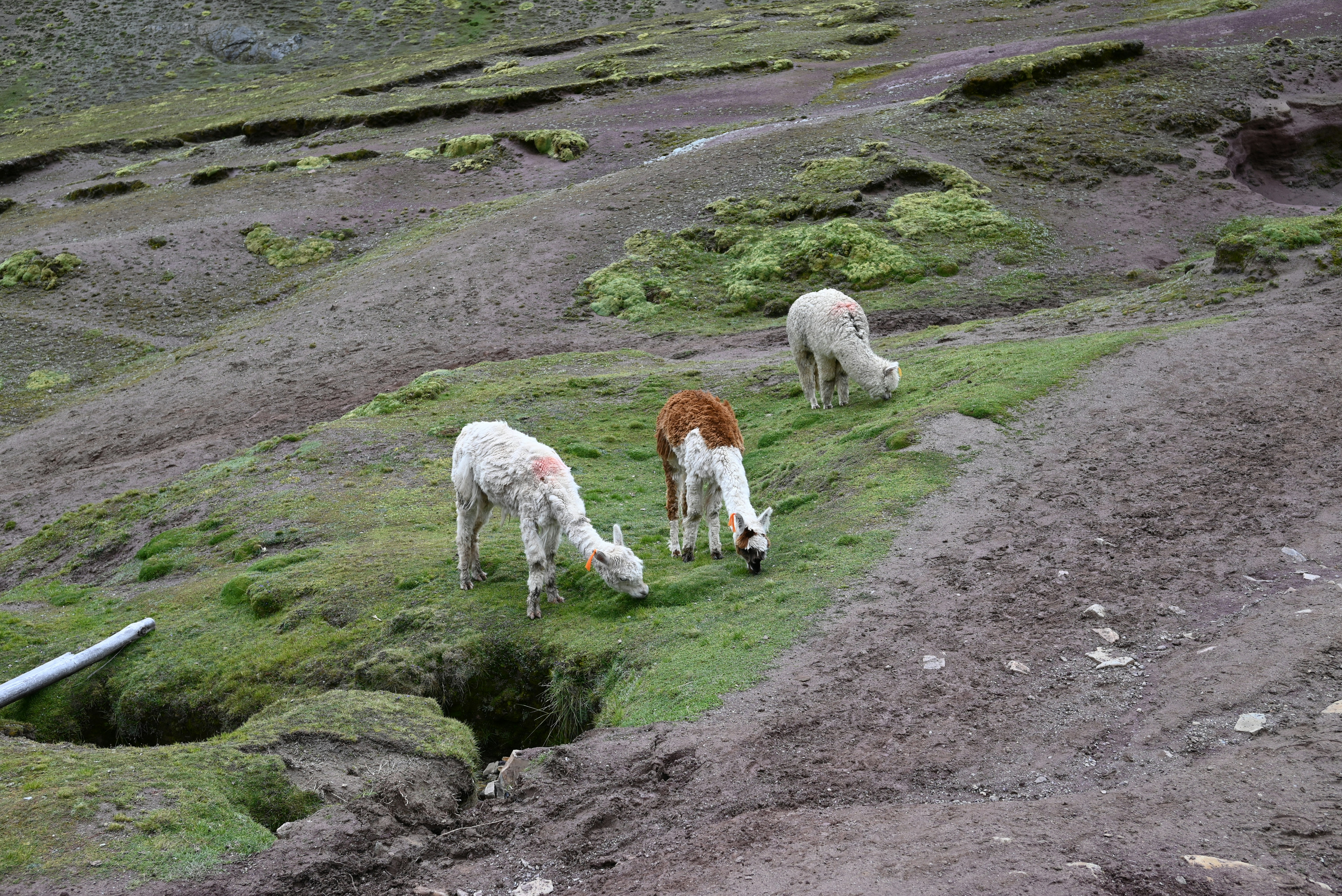 Alpacas grazing in a green pasture on a small farm near Waynesville, North Carolina.