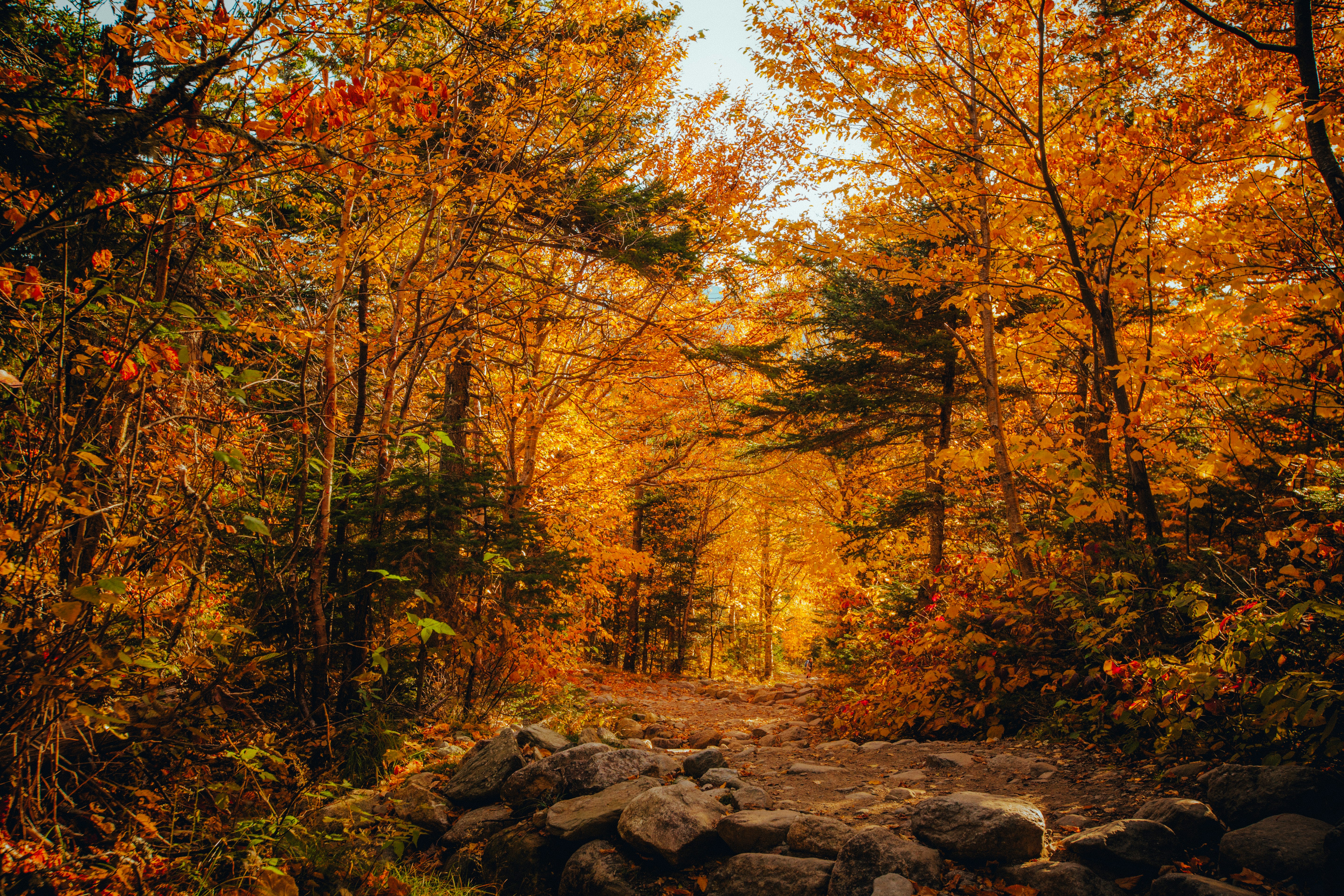 The Oconaluftee River winds past a wooded trail near Cherokee, North Carolina, in the Smokies.