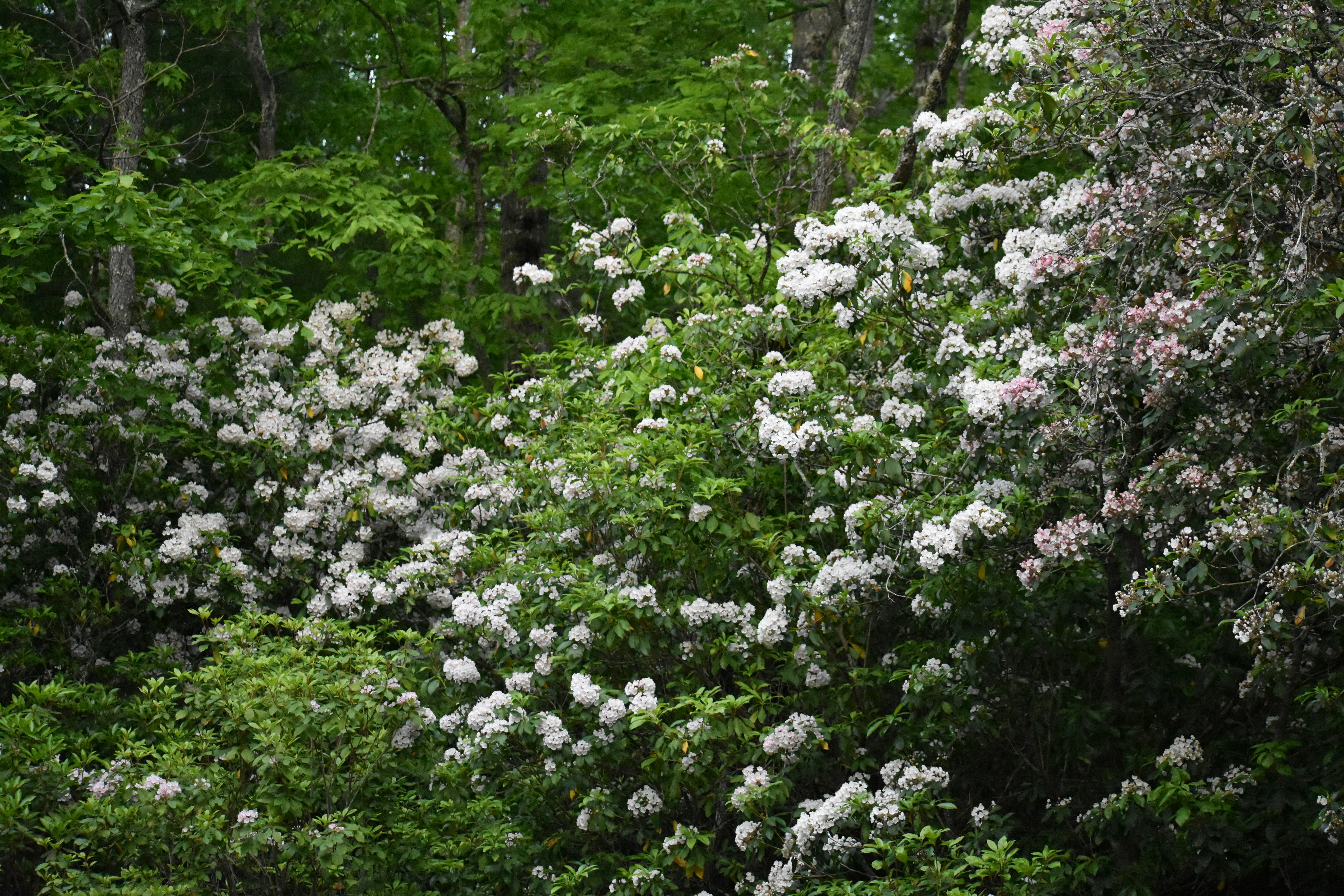 Highlands Is Blooming. These Are the Trails Worth Hiking Right Now.