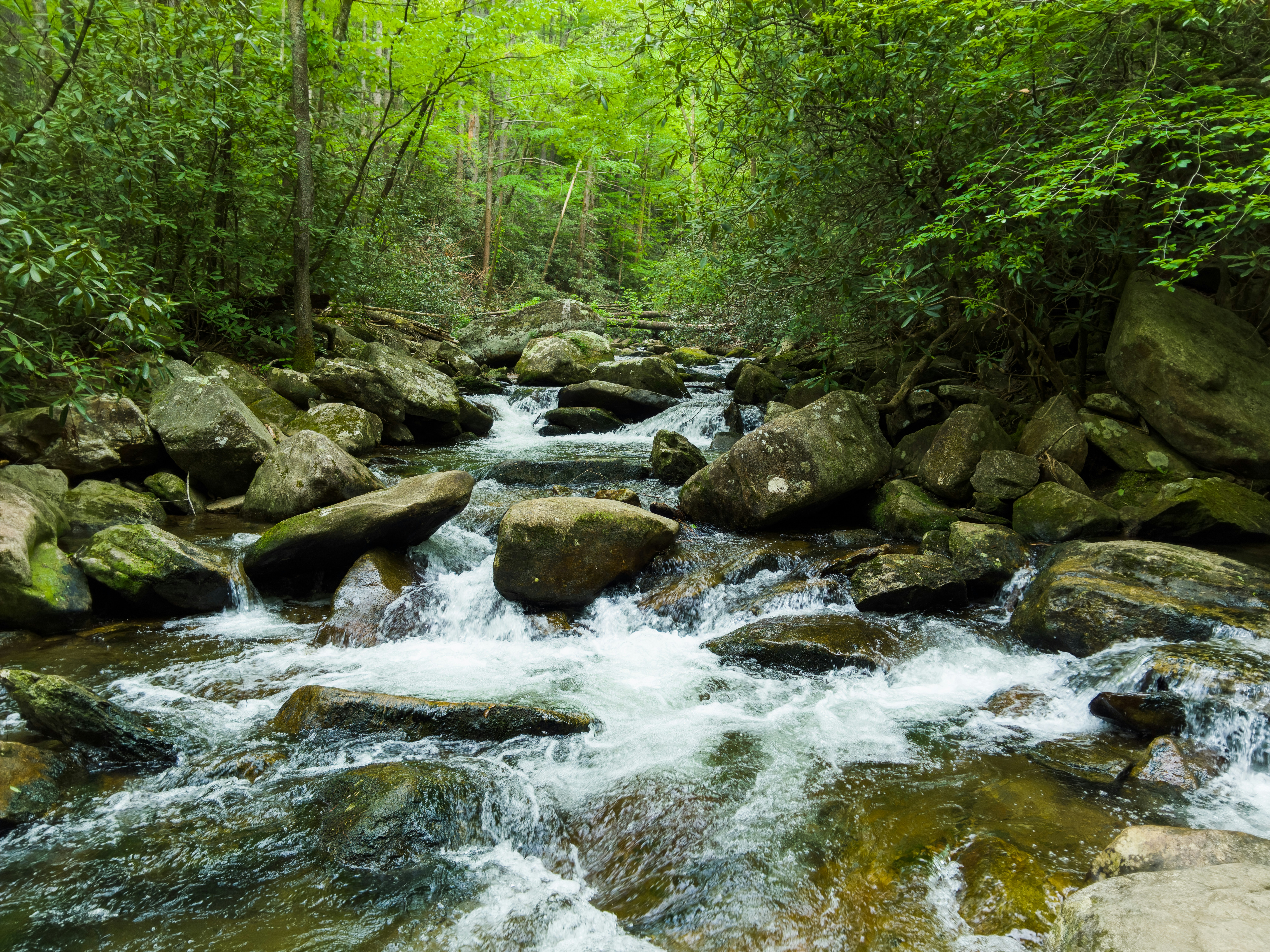 The Mountains Around Highlands Are a World Capital for Salamanders. Here's Why That Matters.