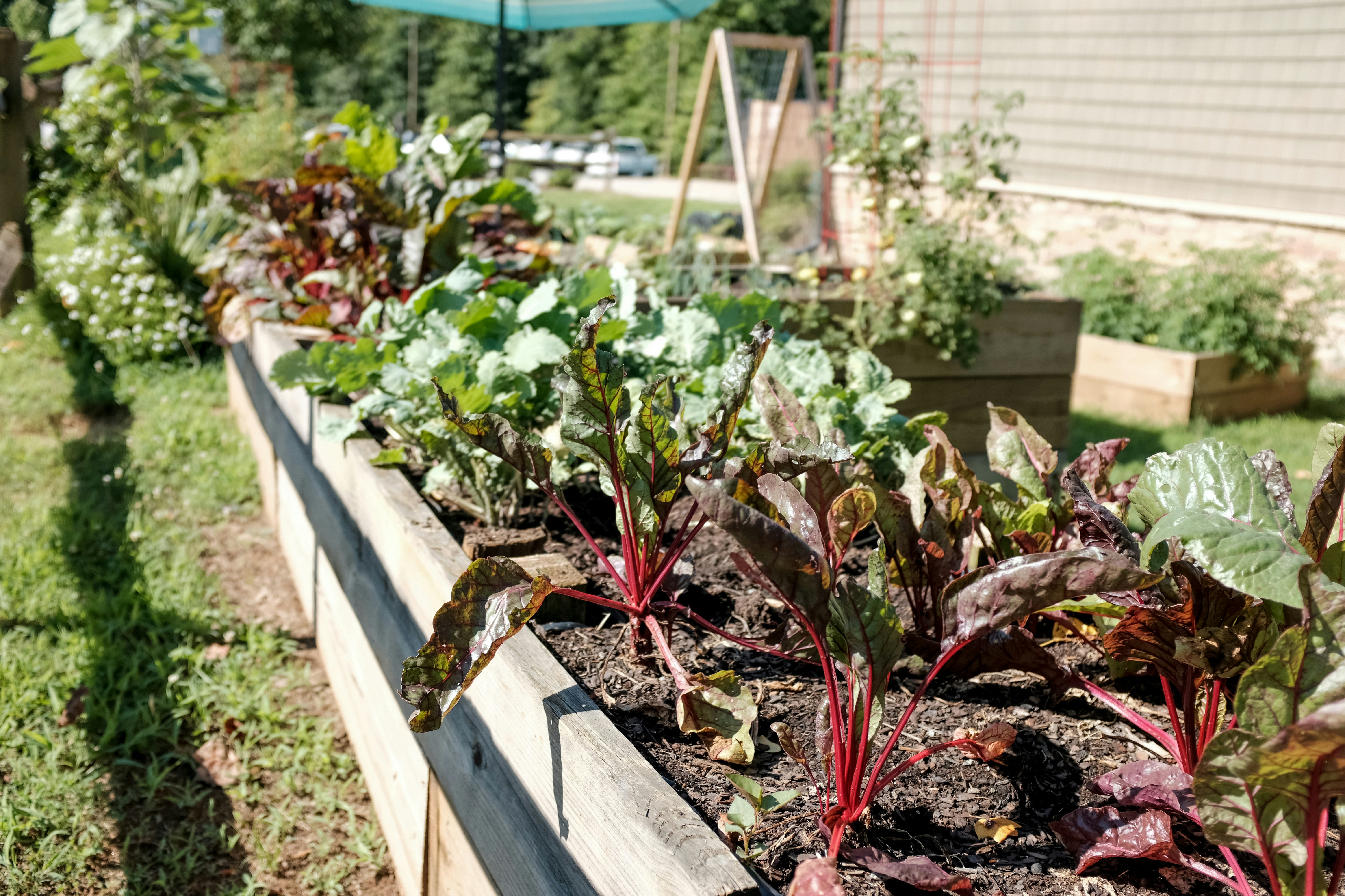 The Haywood County Secret to Fresh Lettuce From May Until Frost