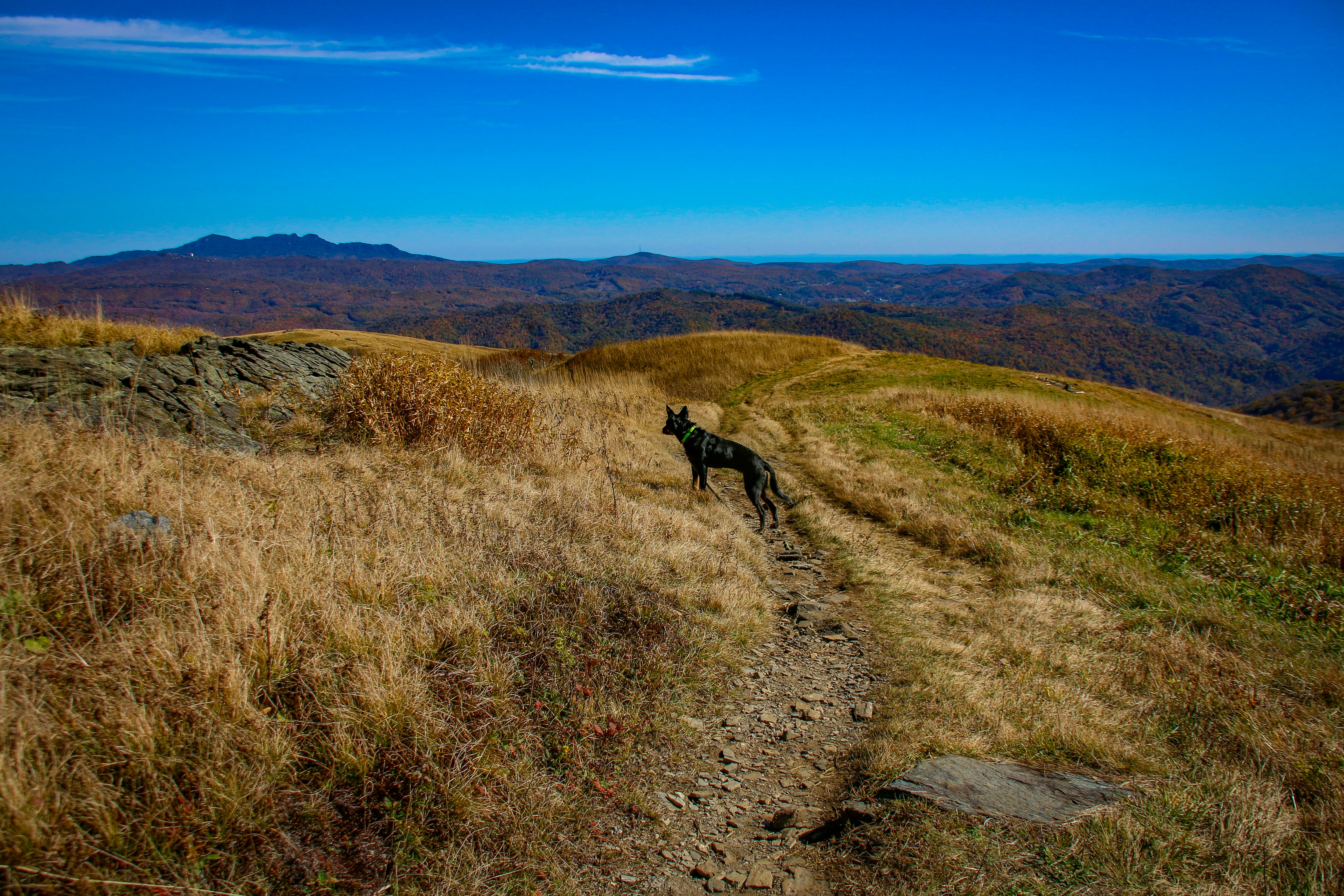 Every June, Roan Mountain Turns Pink. Here's Why the Rhododendron Festival Is Worth the Drive.