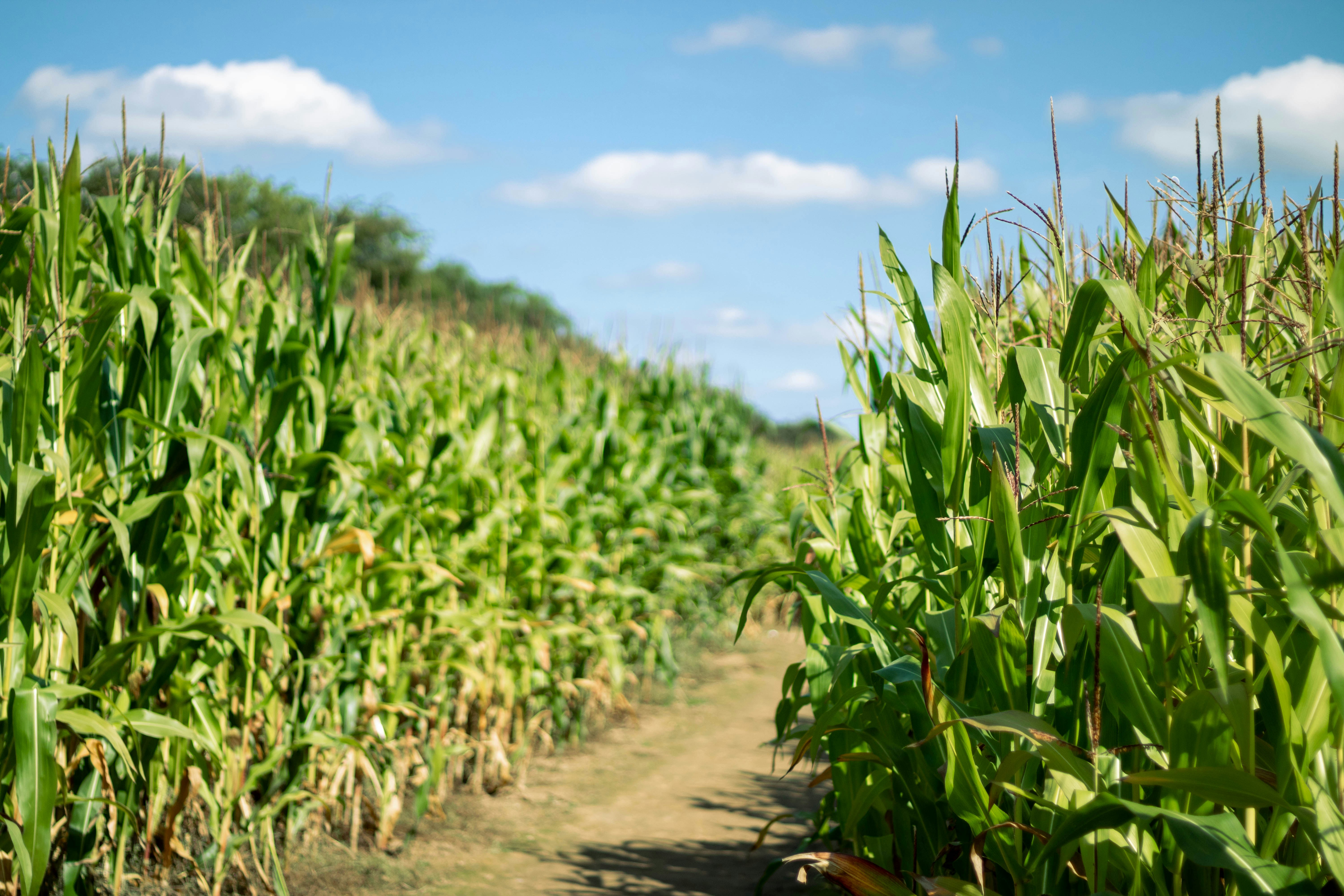 Golden corn maze paths cut through a working farm field beneath the mountains near Bryson City, North Carolina.