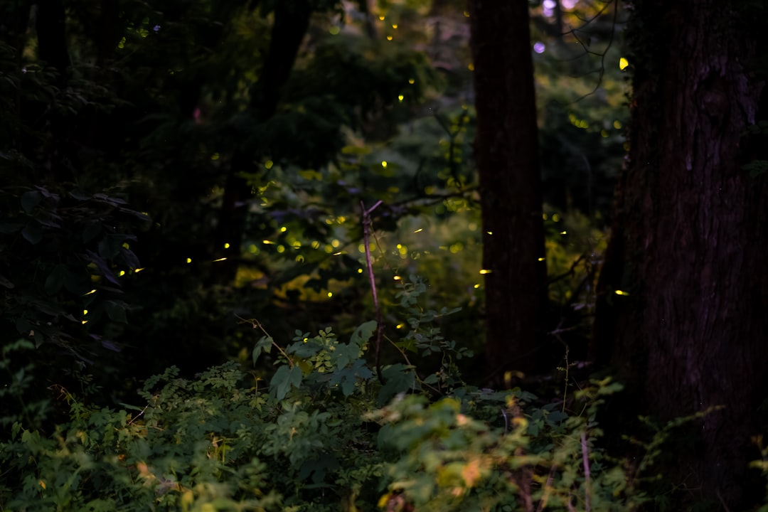 Firefly Events in Western North Carolina: The Complete Guide (2026)