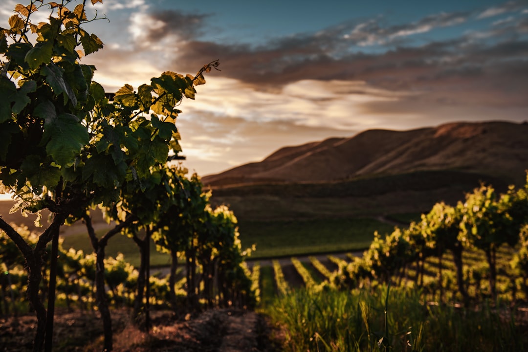 vineyard rows golden evening light mountains
