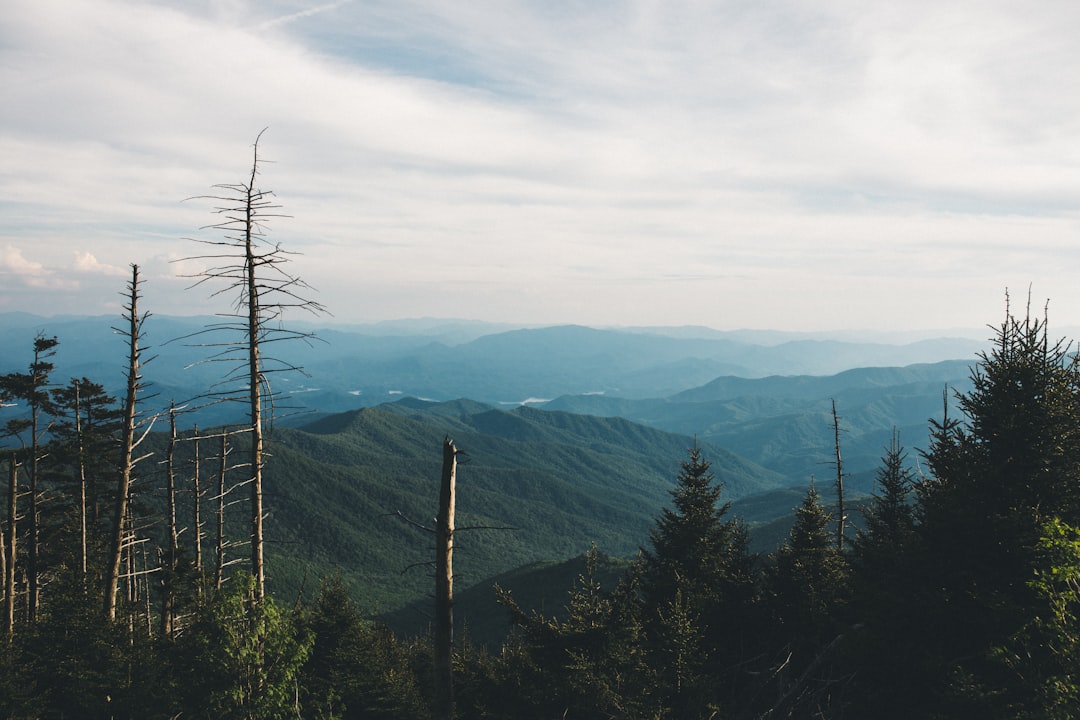 Blue Ridge Mountains forest summer Brevard