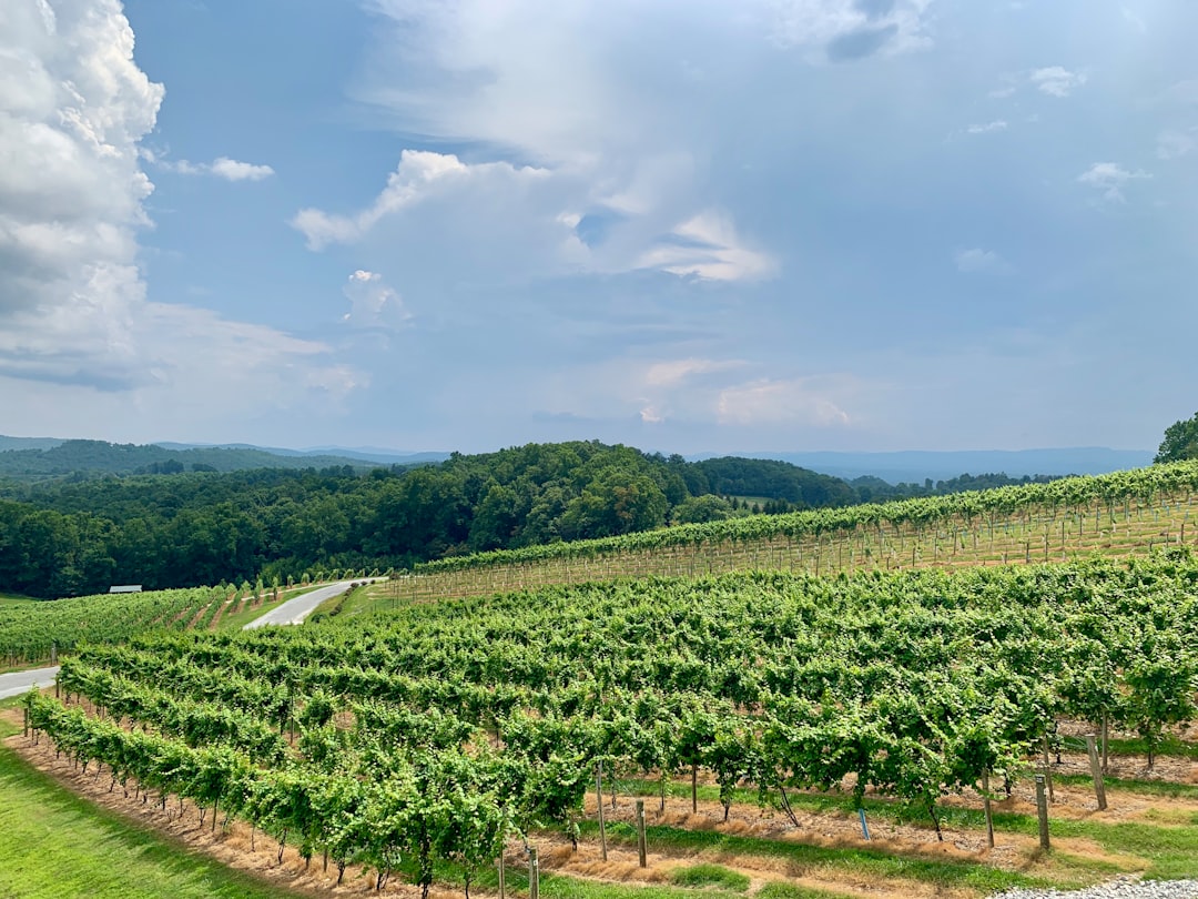 vineyard rolling hills North Carolina