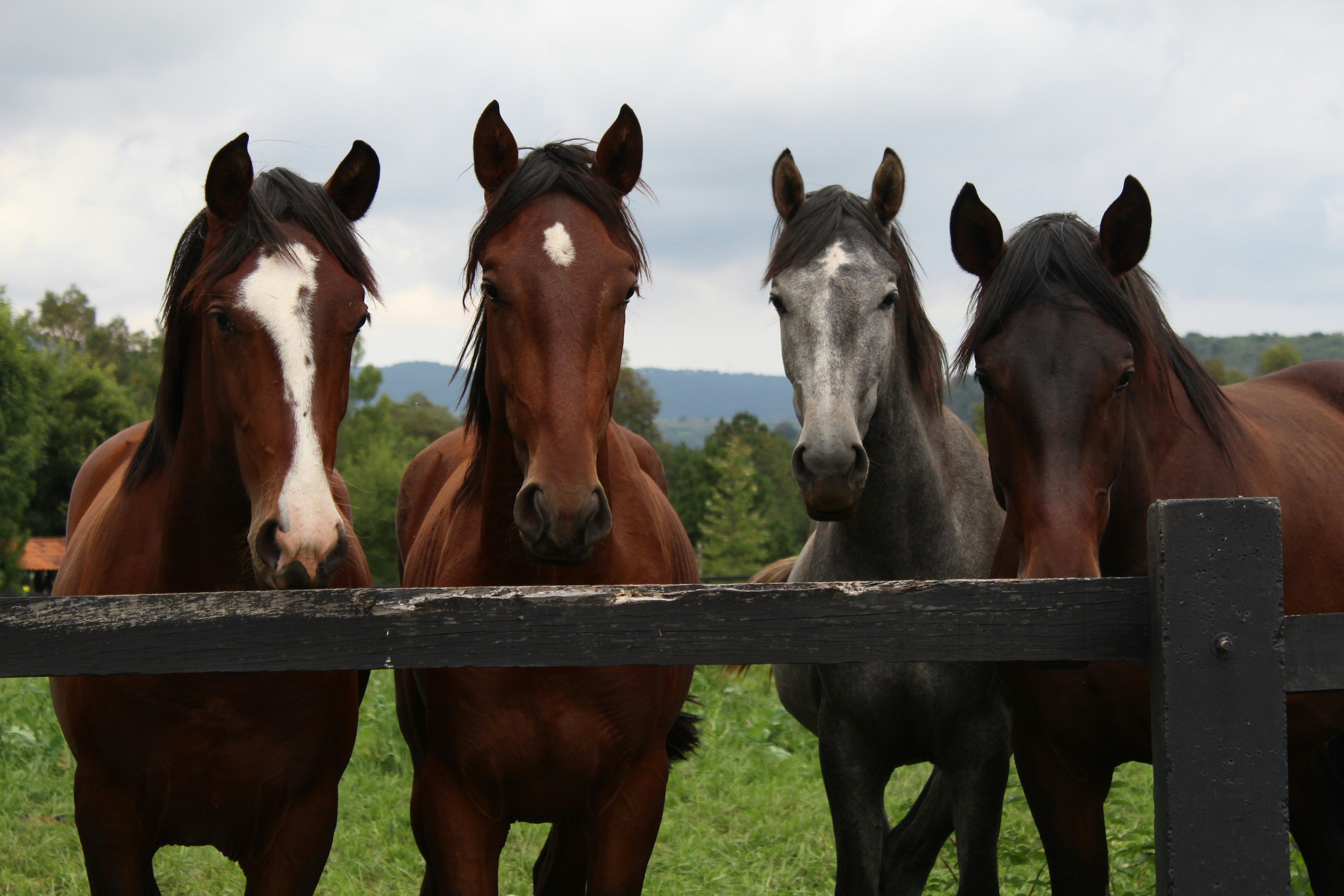 Horse Properties