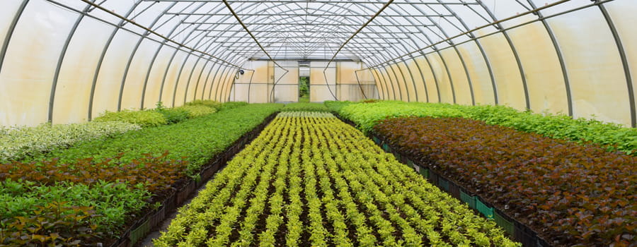 5 Reasons To Live In Coffey Park, Santa Rosa - Greenhouse