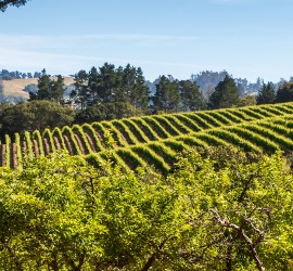 5 Reasons To Live In Rincon Valley, Santa Rosa (2022 Edition)