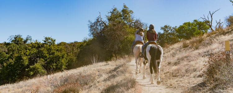 Wildlife in Rincon Valley, Santa Rosa, CA