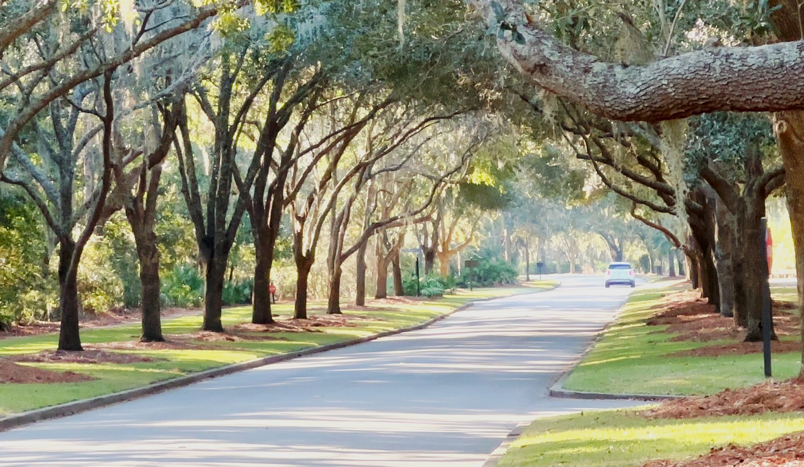 Live oaks over a road at Palmetto Bluff in Bluffton, South Carolina