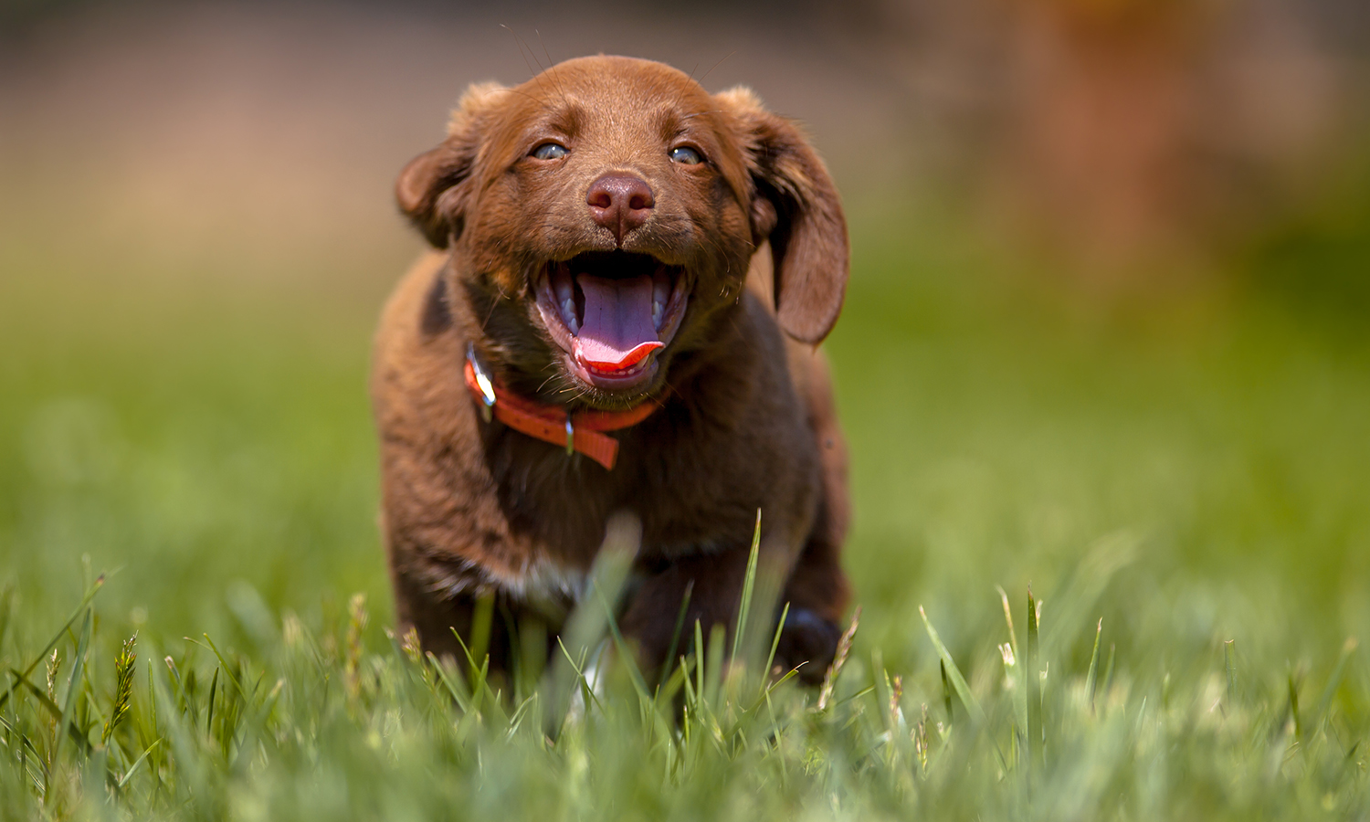 dog running