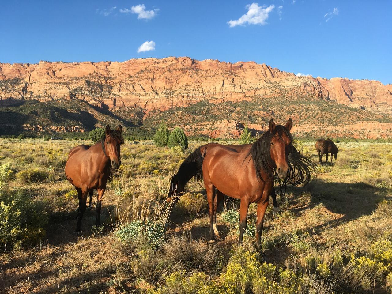 Rural lifestyle and open space near Hildale Utah