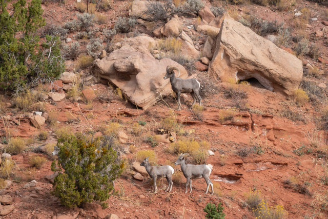 Mountain goats near Apple Valley Utah desert scenery