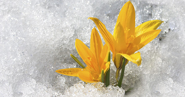 St Louis Real Estate | Sell Before Spring