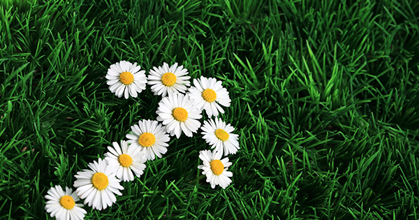 Spring is Here | The Nett Group
