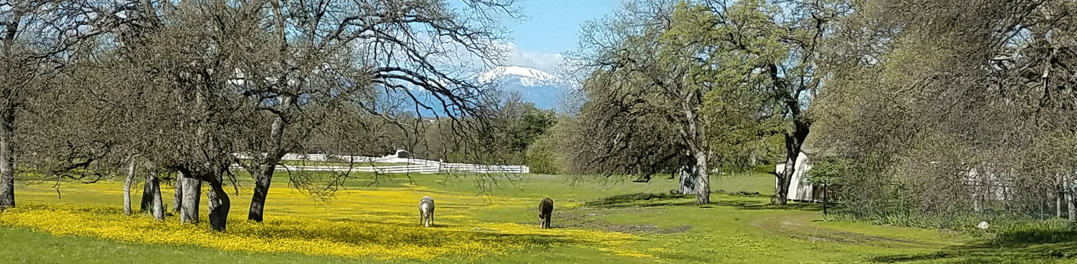 Palo Cedro CA Homes for Sale Sunset Real Estate