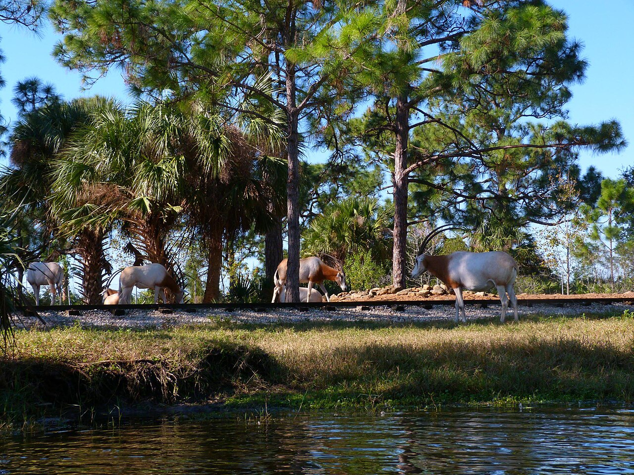 Kayak tour through the Africa section of Brevard Zoo in Viera