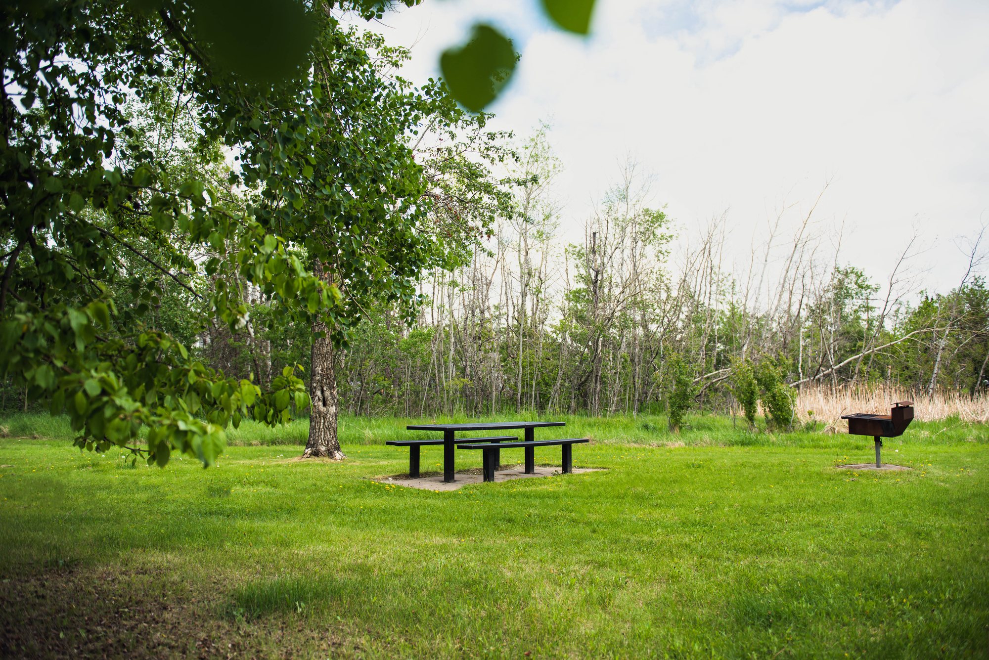 Local park and green space in Leduc Alberta