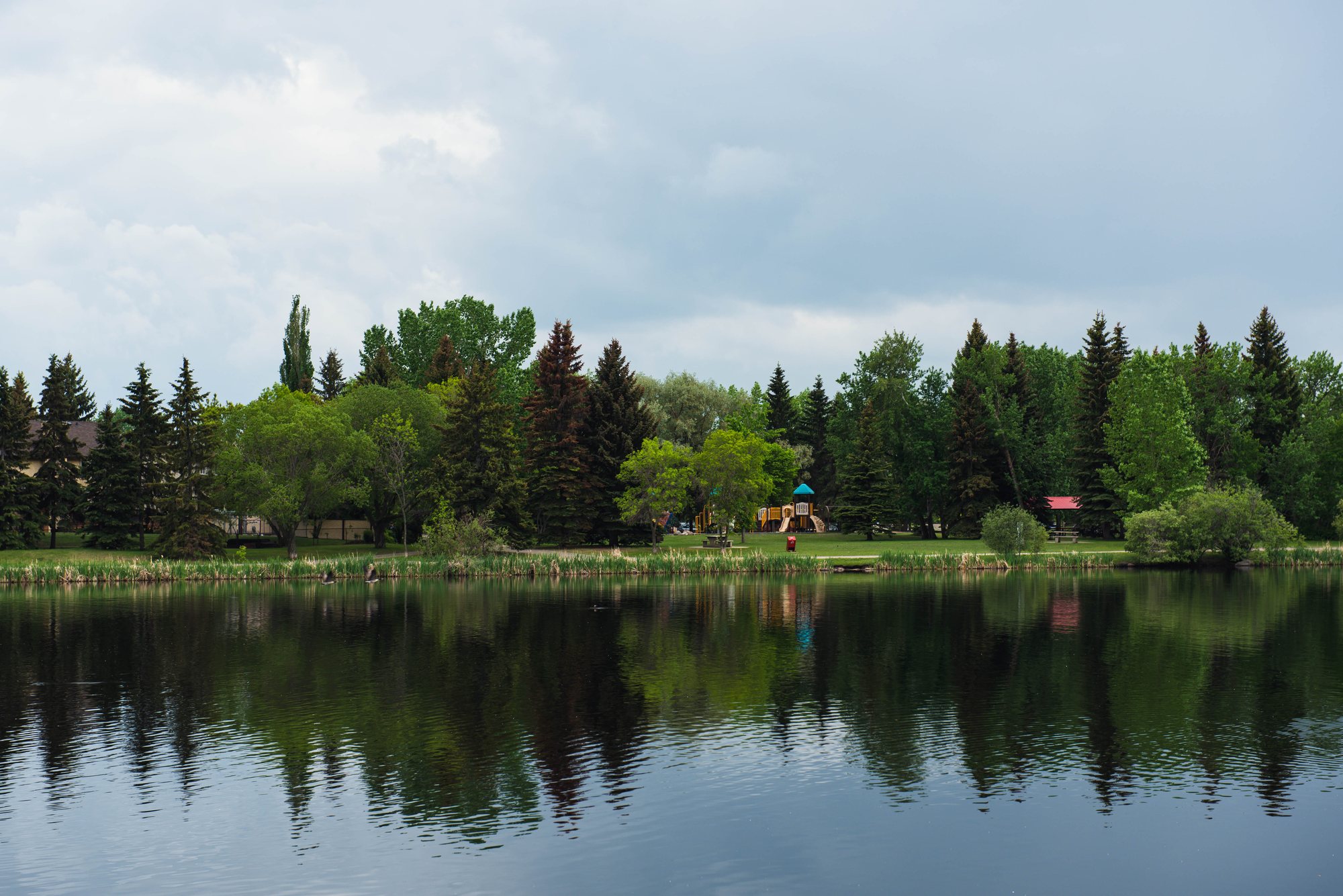 Local pond and green space in Leduc Alberta