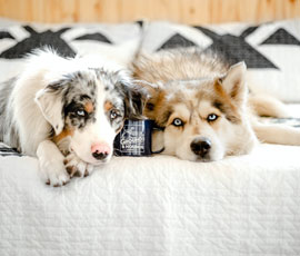 6 Pet Lover&rsquo;s Tips in Buying a New House