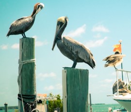 Living On Marco Island Florida: What To Know