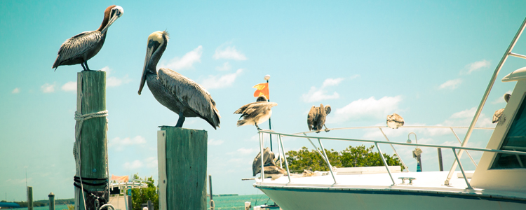Fishing in Marco Island 