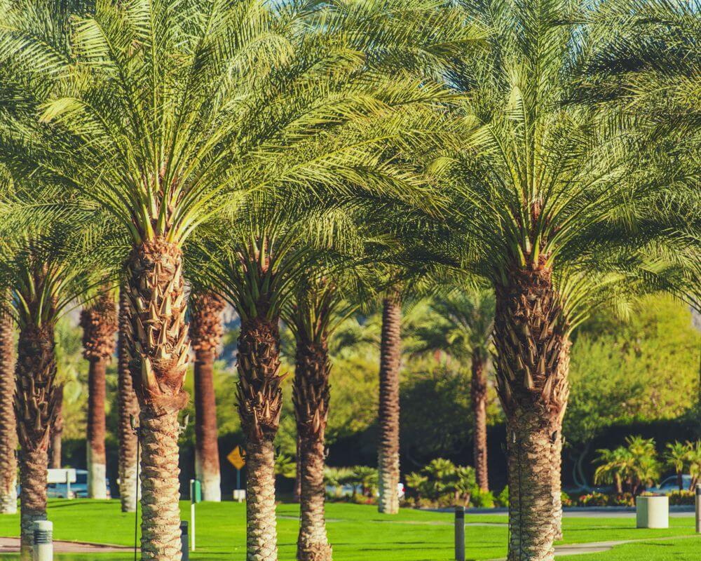 Indio Real Estate